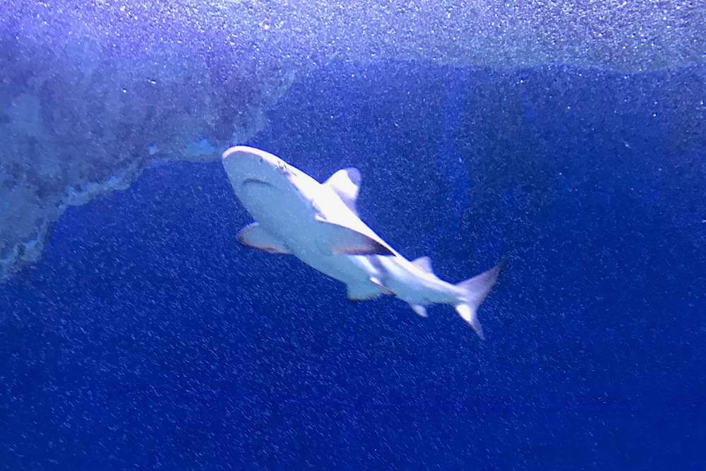 Pesach at the Israel Aquarium