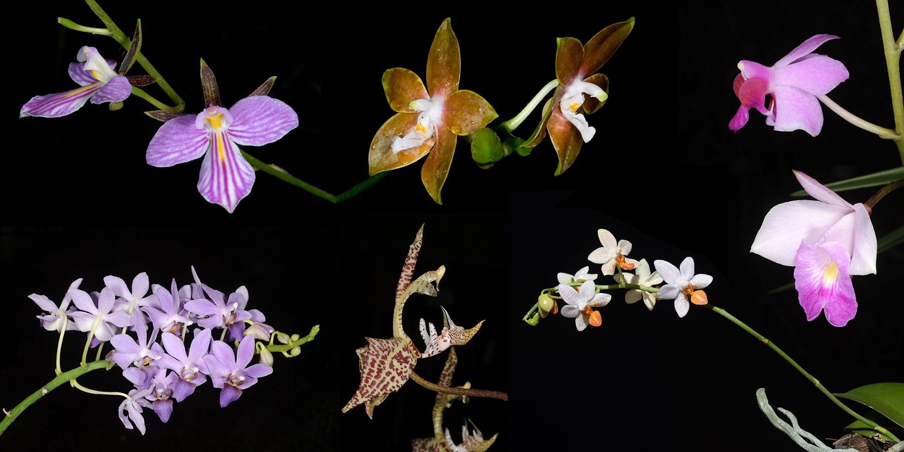 New photo exhibit of Orchids at the Botanical Gardens - Fun In Jerusalem